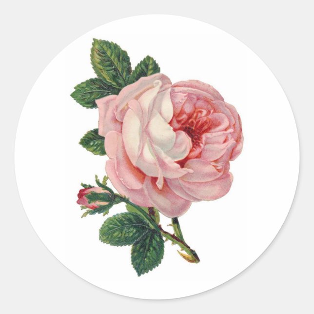 Sweet Victorian Rose Sticker (Front)