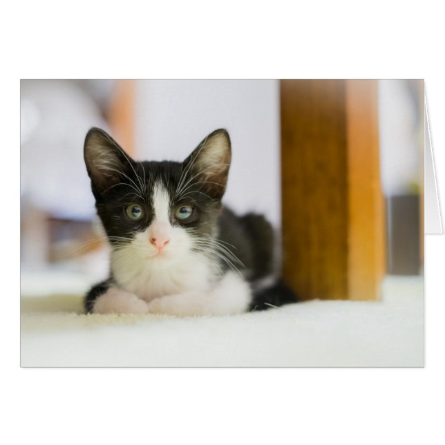 Sweet White And Black Kitten (Front Horizontal)