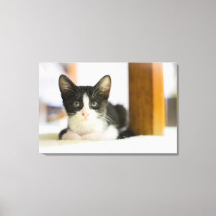 Sweet White And Black Kitten Canvas Print