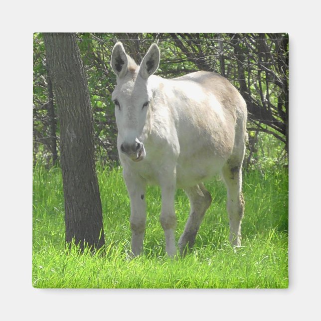 Sweet White Donkey by Tree Photography Magnet (Front)