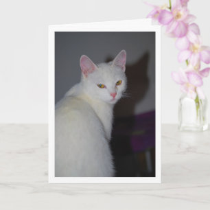 Sweet White Kitten Portrait Card