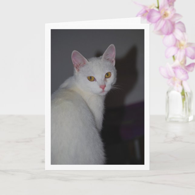 Sweet White Kitten Portrait Card (Orchid)