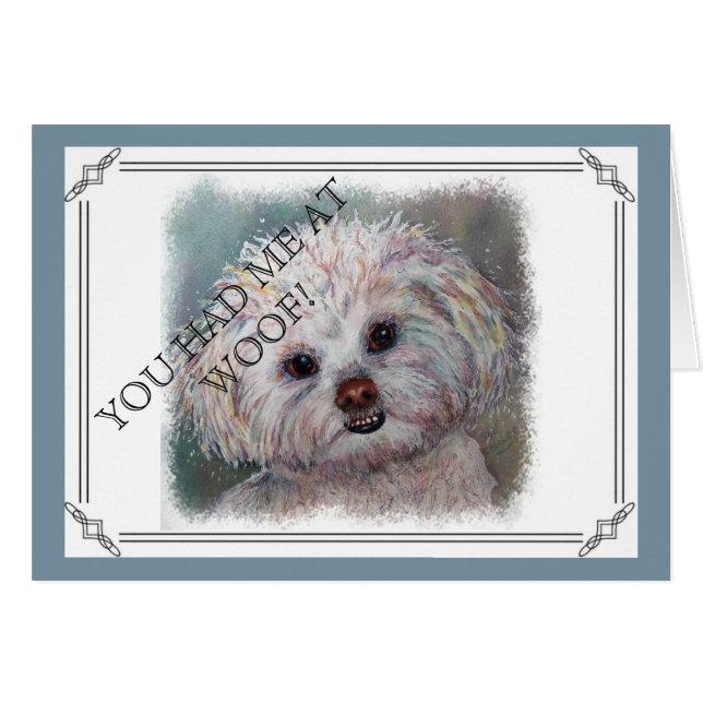 SWEET WHITE MALTESE YORKIE MIX (Front Horizontal)