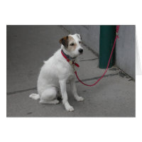 Sweet White Mongrel