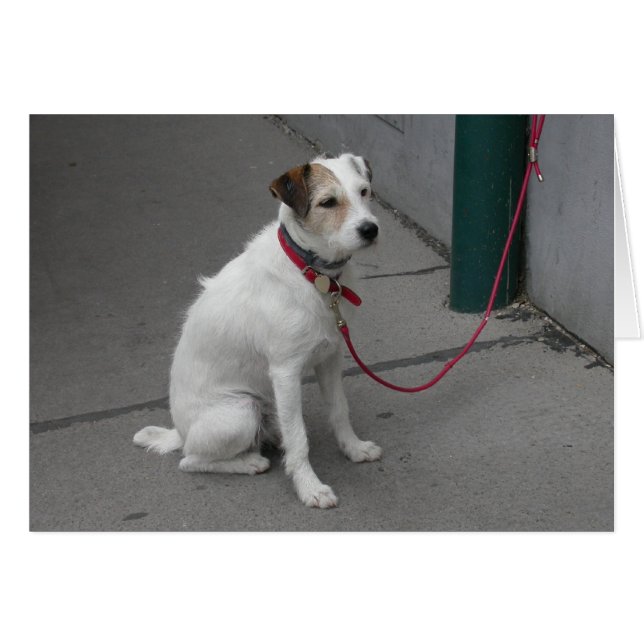 Sweet White Mongrel (Front Horizontal)