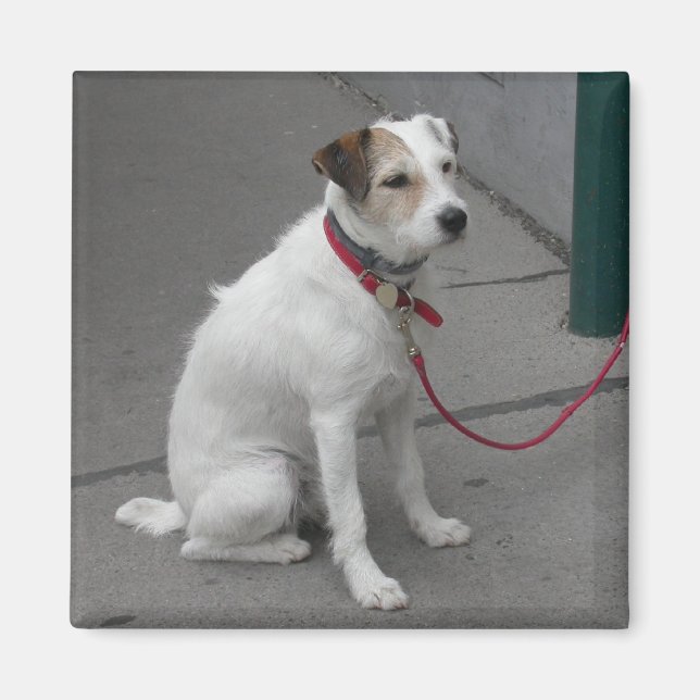 Sweet White Mongrel Magnet (Front)