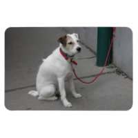 Sweet White Mongrel