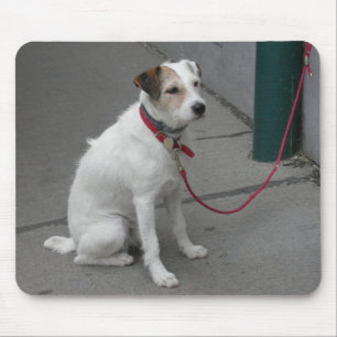 Sweet White Mongrel Mouse Pad