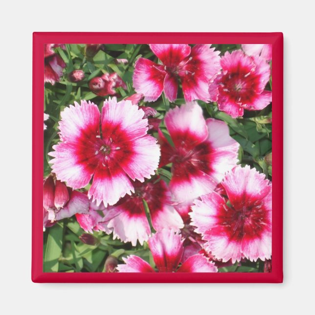 sweet william1Magnet Magnet (Front)