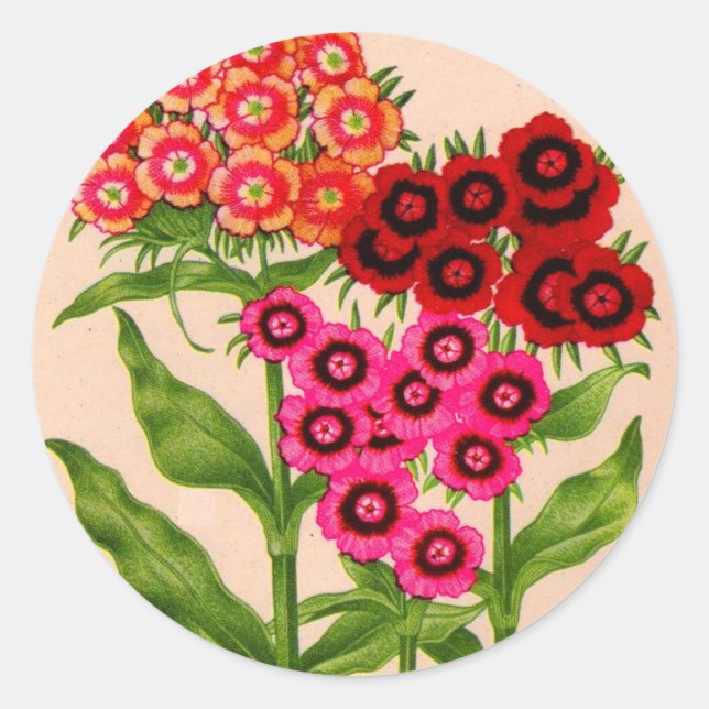 sweet william classic round sticker (Front)