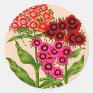 sweet william classic round sticker