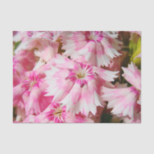 Sweet William Flowers Tissue Paper