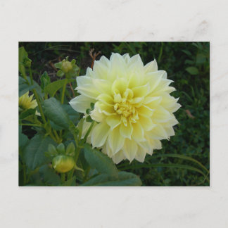 Sweet Yellow Dahlia Postcard