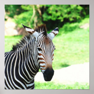 Sweet Zebra Poster
