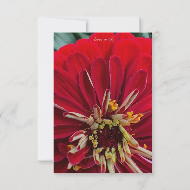 Sweet Zinnia Card (Front)