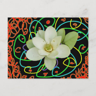Sweetbay magnolia (Magnolia virginiana) Holiday Postcard