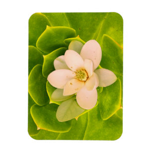Sweetbay magnolia (Magnolia virginiana)  Magnet