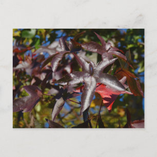 Sweetgum Leaves in Fall Postcard