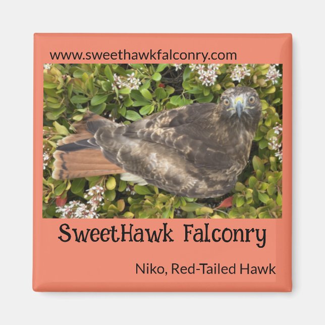 SweetHawk Falconry Niko Red-Tailed Hawk 2x2 Magnet (Front)