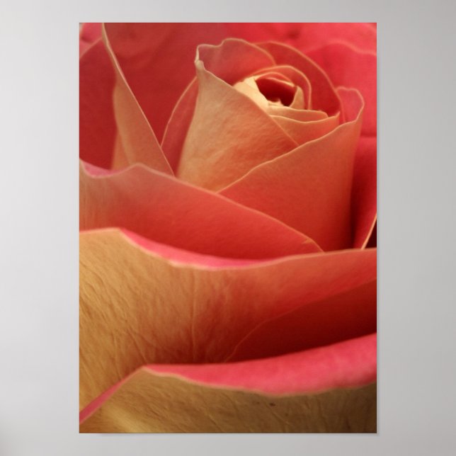 Sweetheart Rose Poster (Front)