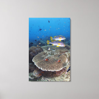 Sweetlip Fish Canvas Print