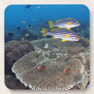 Sweetlip Fish Coaster