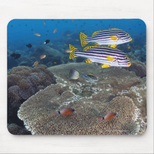 Sweetlip Fish Mouse Pad