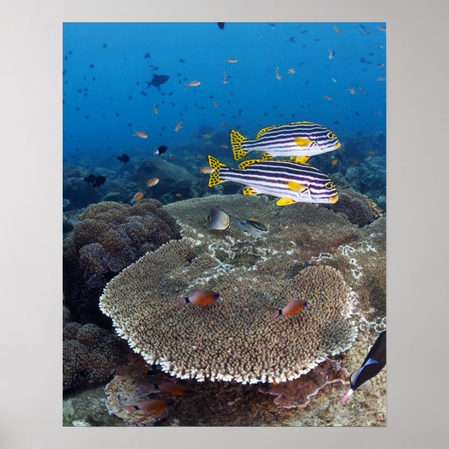 Sweetlip Fish Poster (Front)