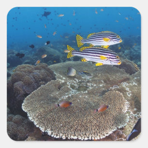 Sweetlip Fish Square Sticker