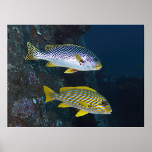 Sweetlips Duo Poster