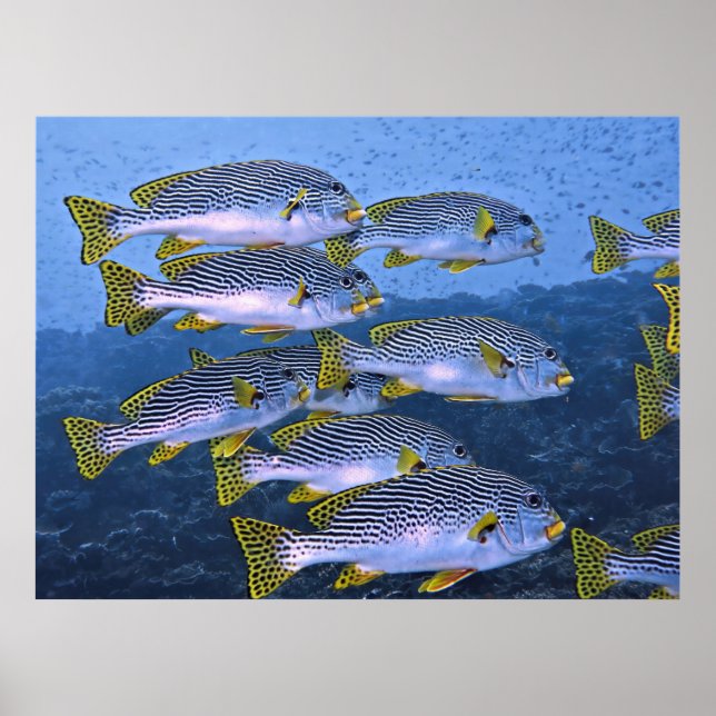 Sweetlips School Poster (Front)