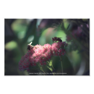 Sweetness Photo Print