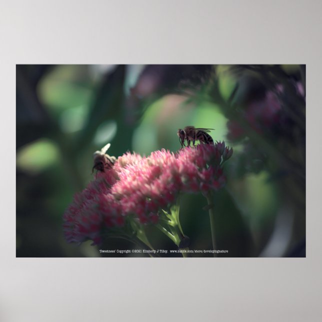 Sweetness Poster (Front)