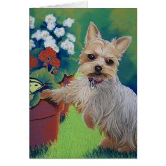 Sweetness Yorkie