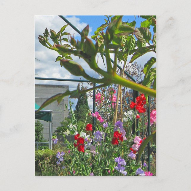 Sweetpea Gala Postcard (Front)