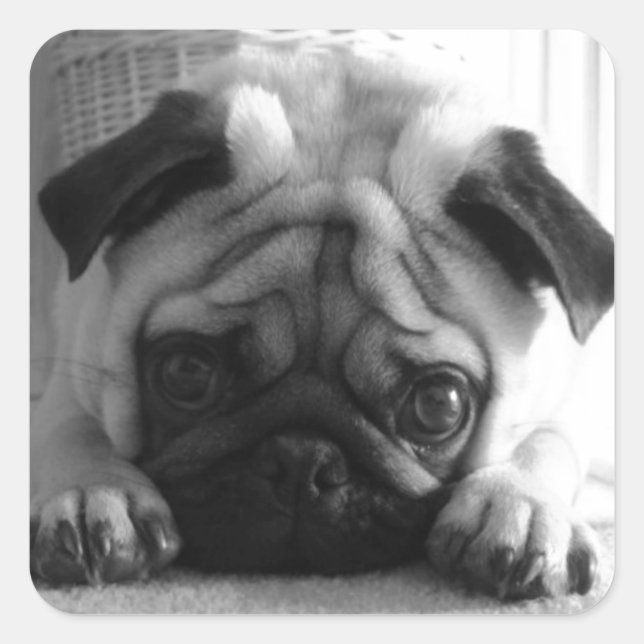 SweetPea Pugs Square Sticker (Front)