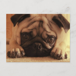 SweetPea Pugs Vintage Postcard