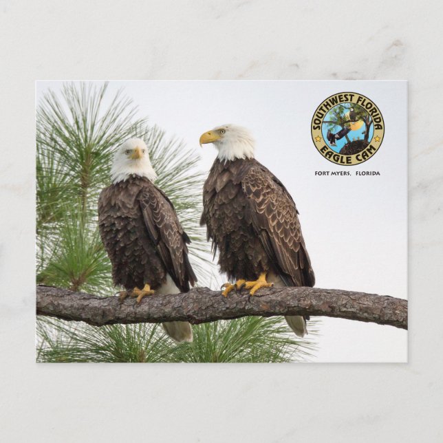 SWFLEagleCam Postcard (Front)