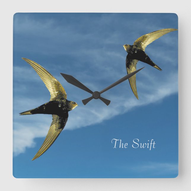 Swift Bird Image for Square Wall Clock (Front)