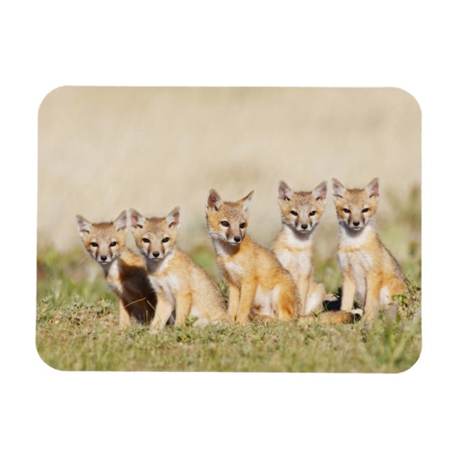 Swift Fox (Vulpes macrotis) young at den burrow, 2 Magnet (Horizontal)