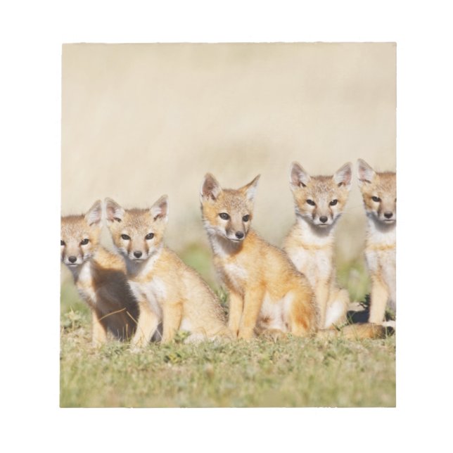 Swift Fox (Vulpes macrotis) young at den burrow, 2 Notepad (Front)