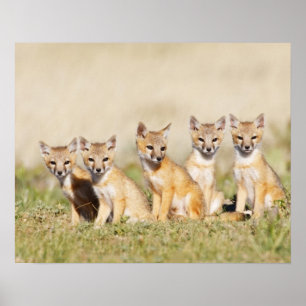Swift Fox (Vulpes macrotis) young at den burrow, 2 Poster