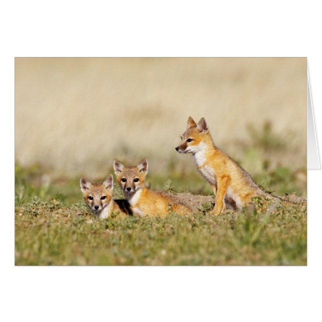 Swift Fox (Vulpes macrotis) young at den burrow, 5 (Front Horizontal)