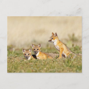 Swift Fox (Vulpes macrotis) young at den burrow, 5 Postcard