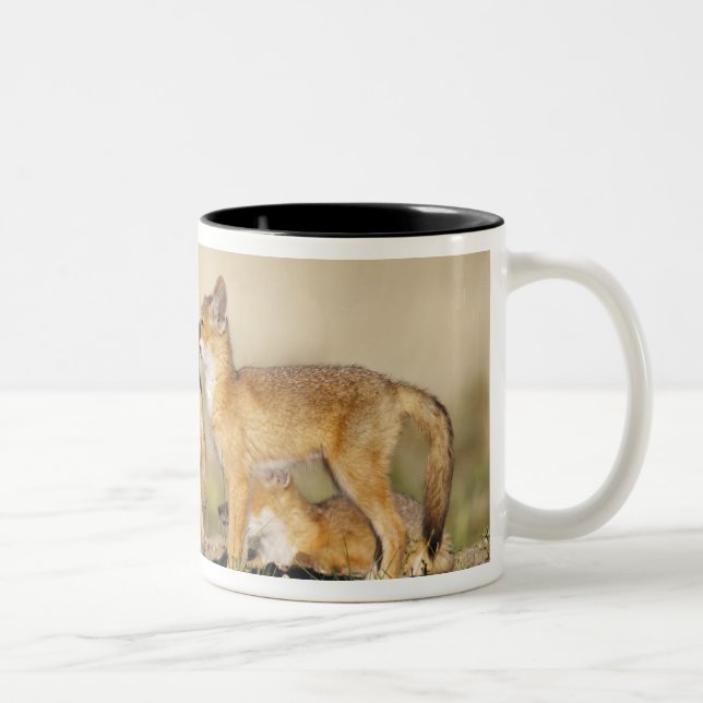 Swift Fox (Vulpes macrotis) young at den burrow, Two-Tone Coffee Mug (Right)