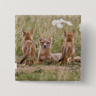 Swift Fox (Vulpes velox) female with young at 15 Cm Square Badge