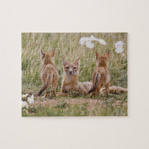 Swift Fox (Vulpes velox) female with young at Jigsaw Puzzle