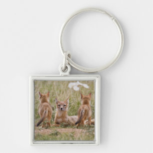 Swift Fox (Vulpes velox) female with young at Key Ring