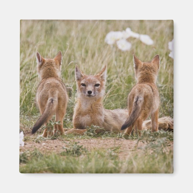 Swift Fox (Vulpes velox) female with young at Magnet (Front)