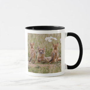 Swift Fox (Vulpes velox) female with young at Mug